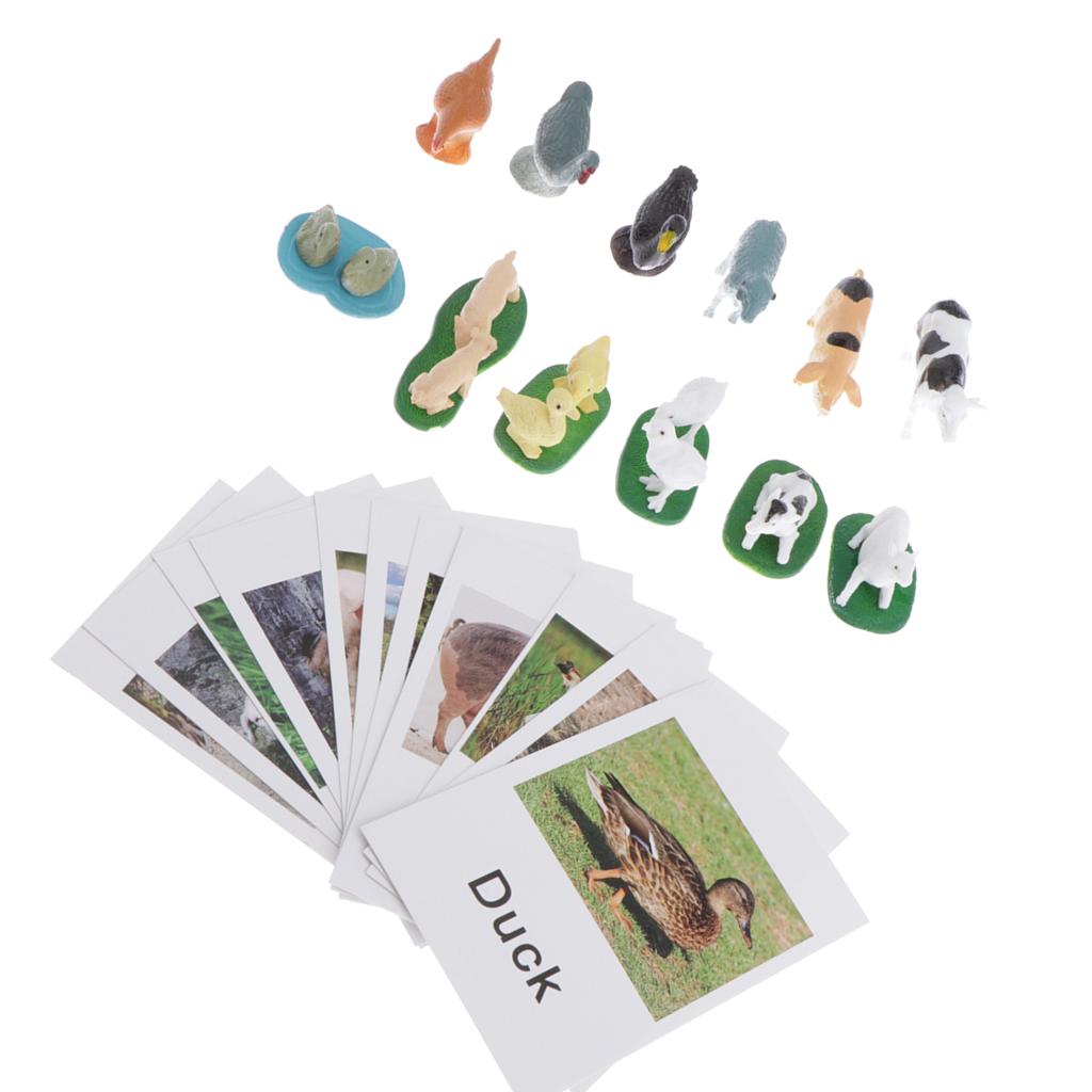 Animal Model Card Set Montesso - Kids Toys In Store ulasan dan harga