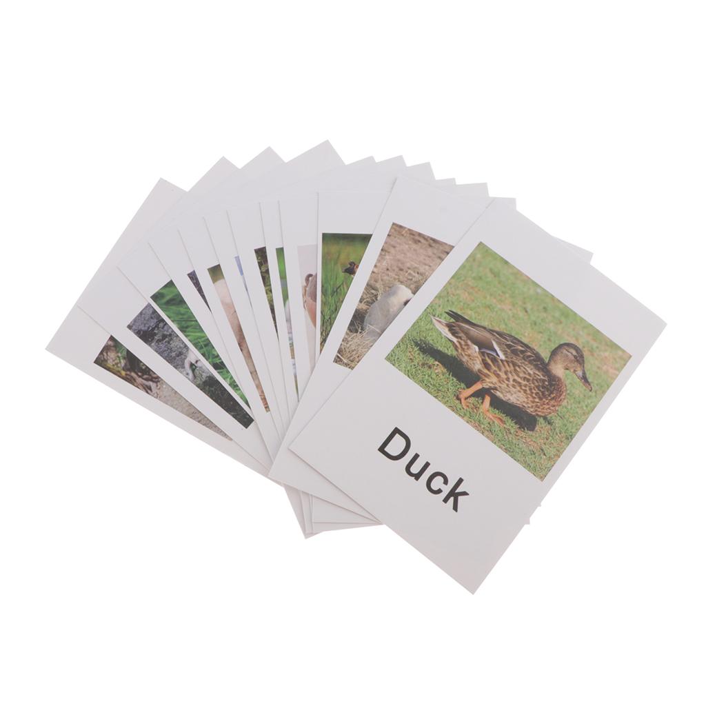 Animal Model Card Set Montesso - Kids Toys In Store ulasan dan harga