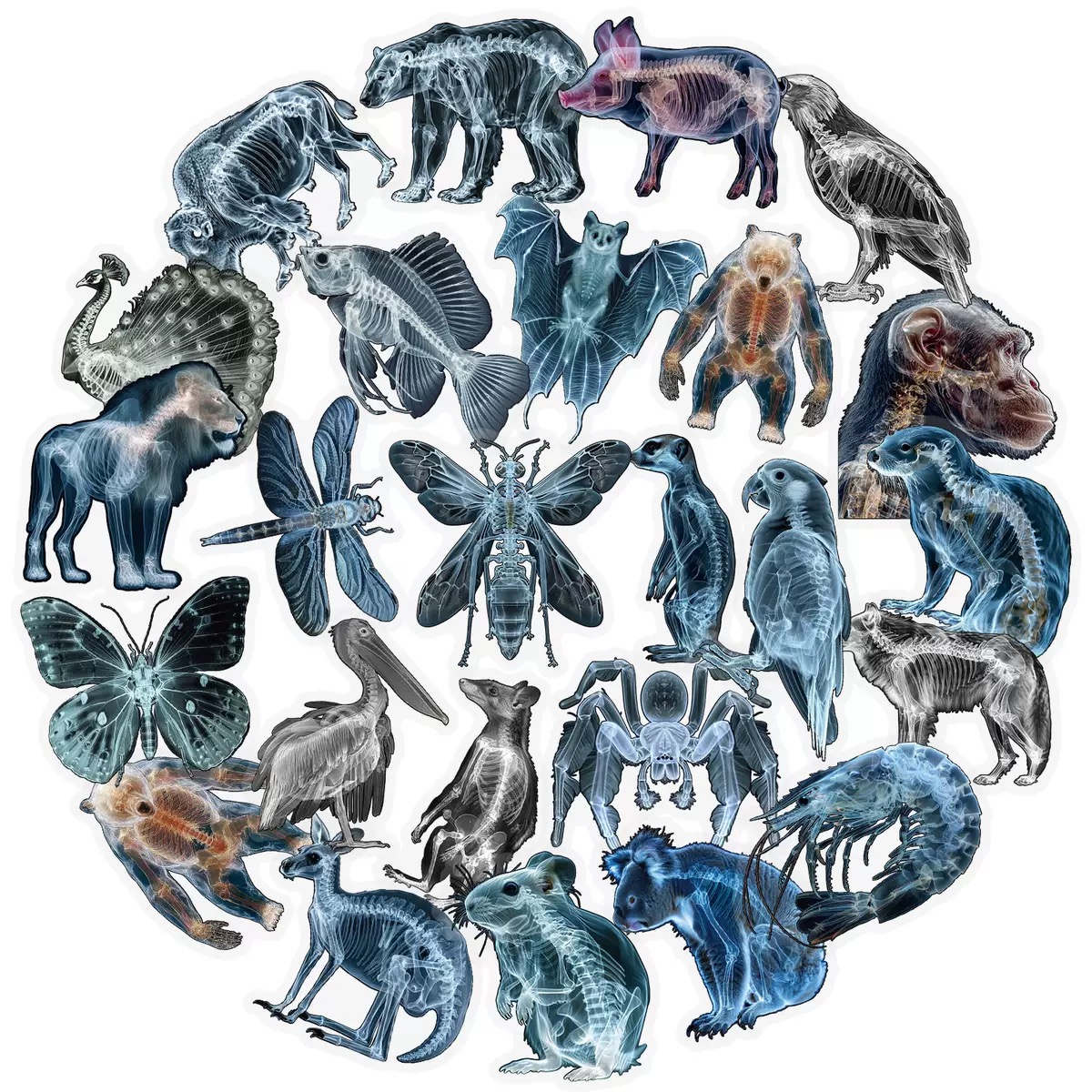 10/56pcs Animal Skeleton Stick - Kids Xray Toys ulasan dan harga
