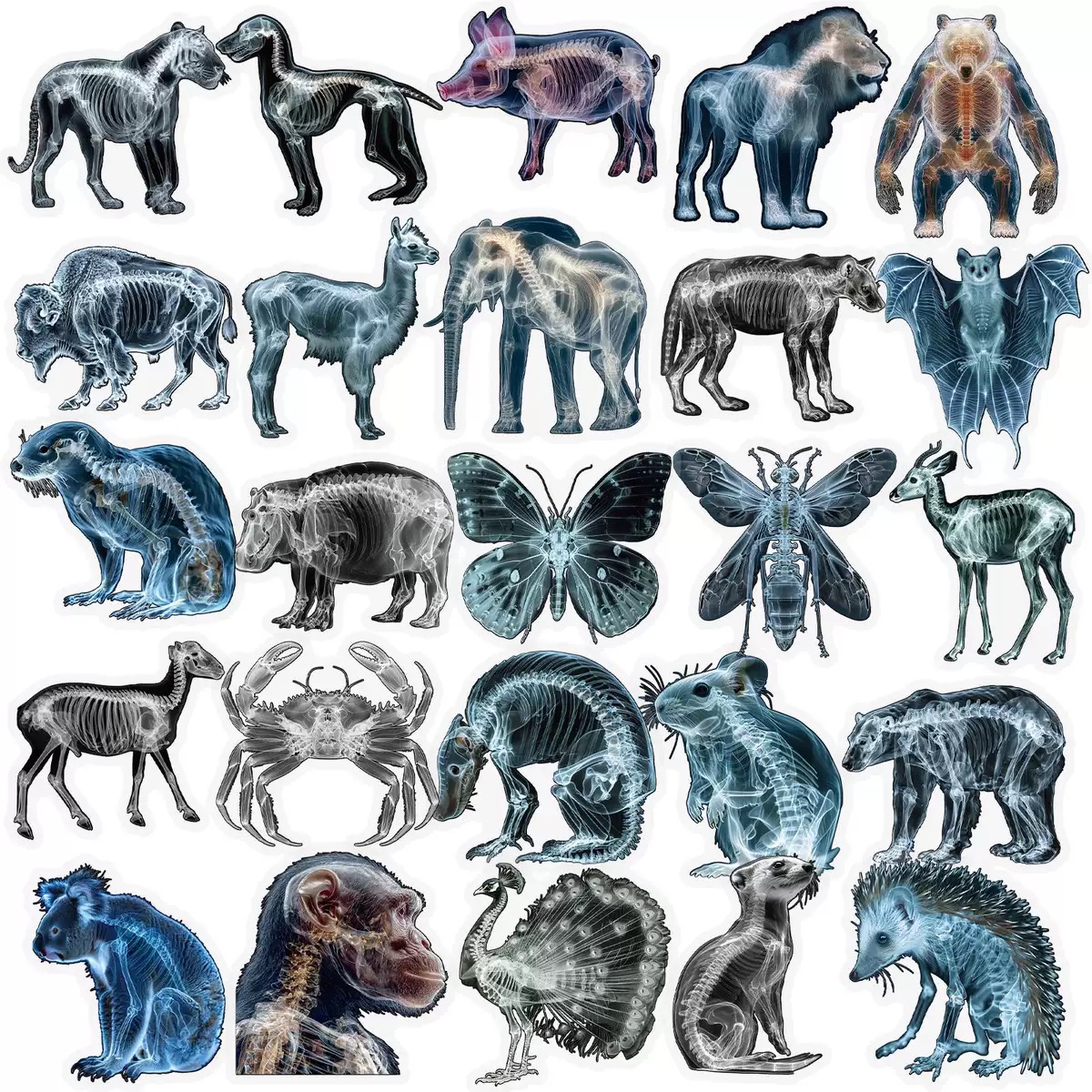 10/56pcs Animal Skeleton Stick - Kids Xray Toys ulasan dan harga